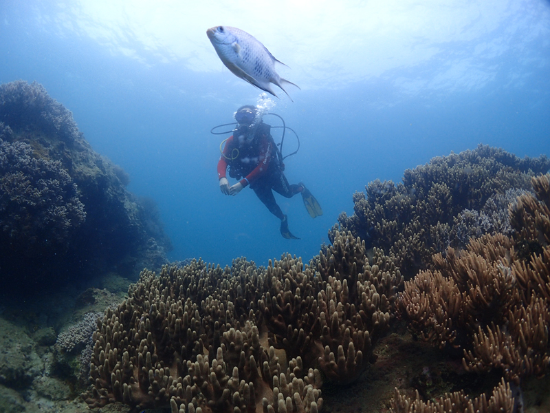 目前世界較大的潛水培訓系統有哪些？
