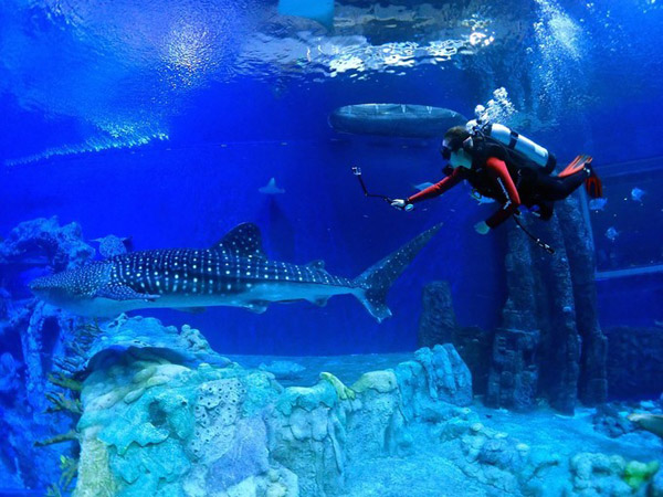 潛在水里，學(xué)做一條靜靜的魚(yú)