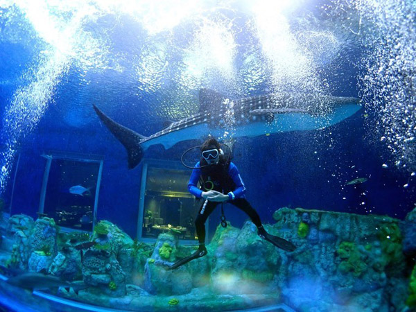 潛在水里，學(xué)做一條靜靜的魚(yú)