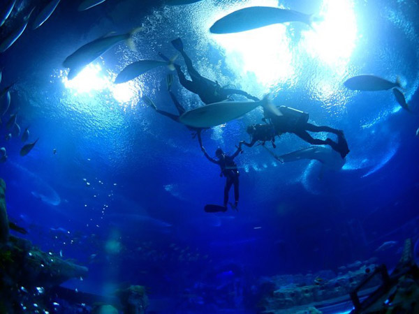 潛在水里，學(xué)做一條靜靜的魚(yú)