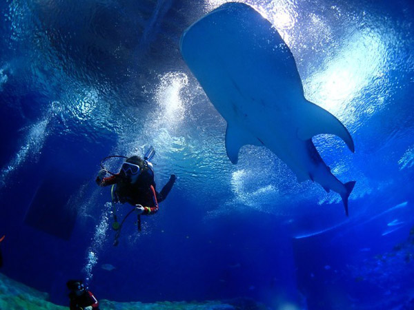 潛在水里，學(xué)做一條靜靜的魚(yú)