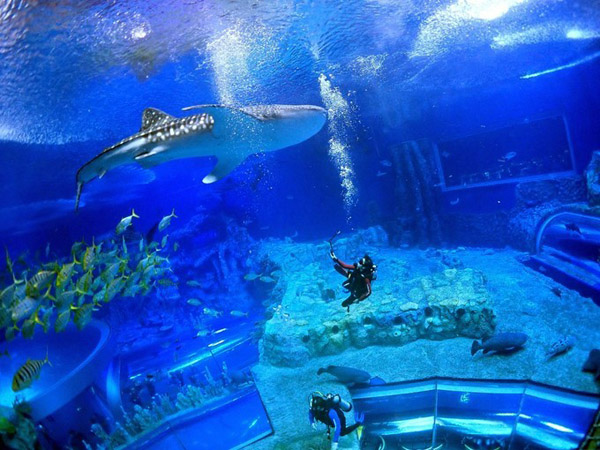 潛在水里，學(xué)做一條靜靜的魚(yú)