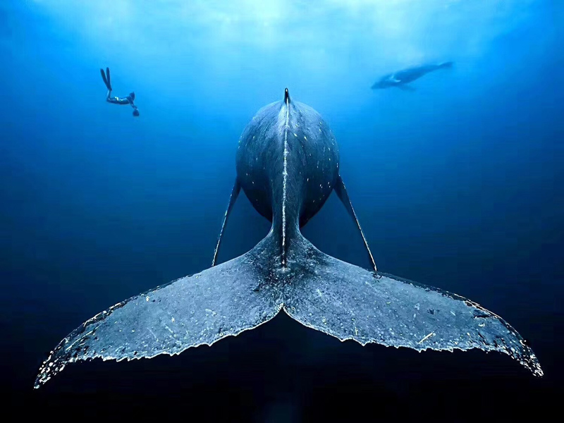 對于潛水小白的常見(jiàn)問(wèn)題