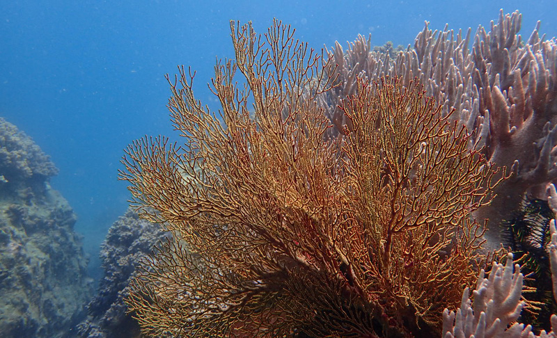 以潛水員的身份花式說(shuō)愛(ài)你