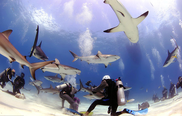 潛水員遭70頭鯊魚(yú)團團包圍